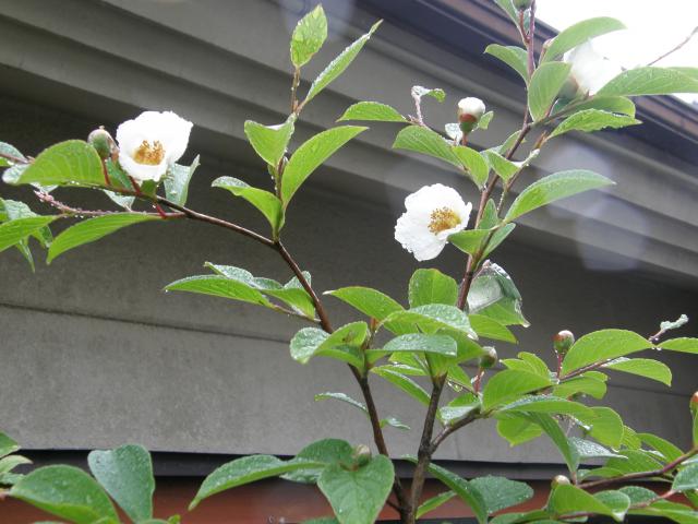 田中屋本店 Blog Archive 沙羅の花が咲き始めました